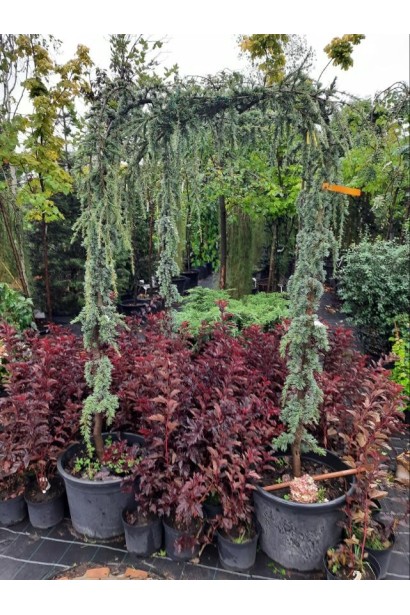 Кедр Глаука Пендула